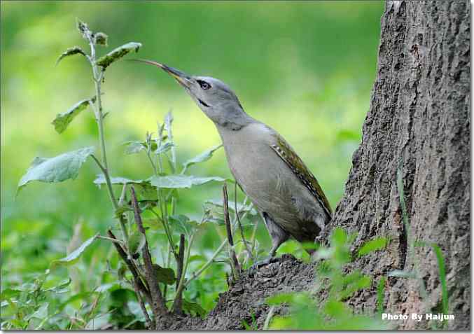 绿啄觅食的精彩瞬间