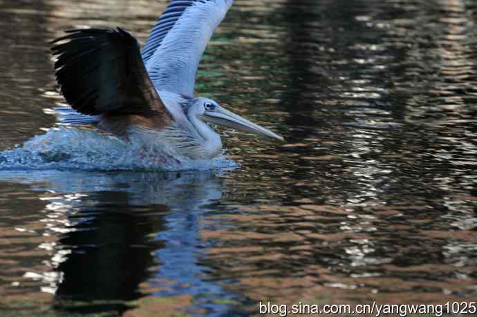 再拍鹈鹕 wbr wbr12