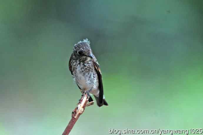 烏鶲（亚成鸟）1