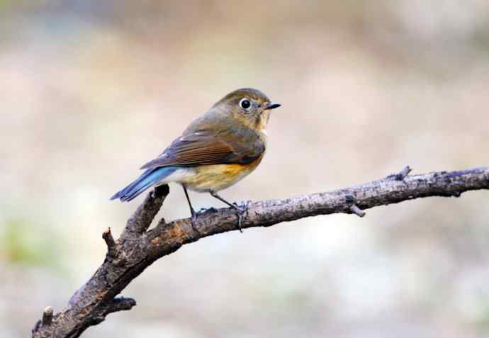 雌性红胁蓝尾鸲(8) 雌性红胁蓝尾鸲(8)