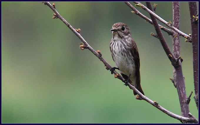 塘沽打鸟，新添八个新种（组图）