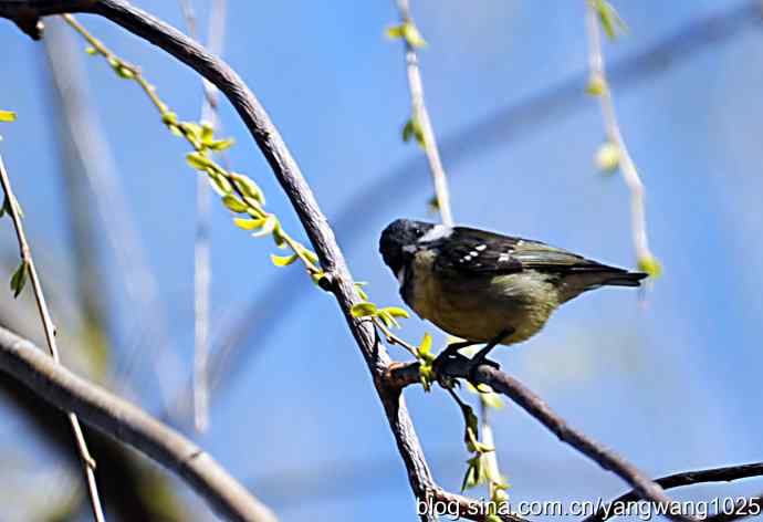 自然和谐的日坛公园（黄腹山雀）