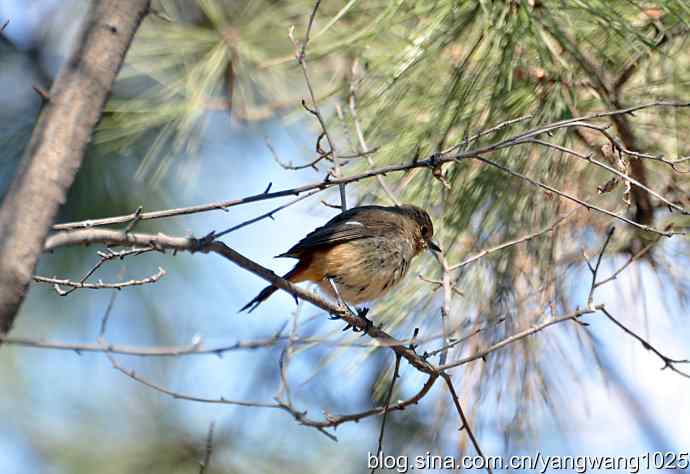 自然和谐的日坛公园（北红尾鸲）