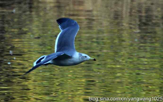 飞（海鸥）4