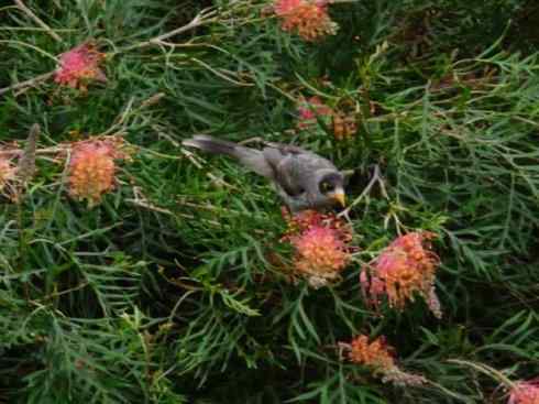 雀鸟也彪悍：鸟中恶霸（黑头矿鸟）