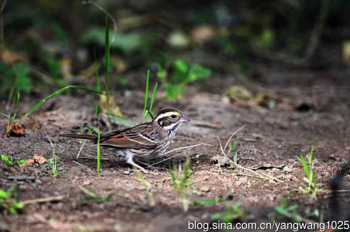 三道眉草鹀（2）