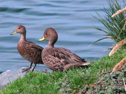 欣赏:美丽的钻水鸭5 欣赏:美丽的钻水鸭5