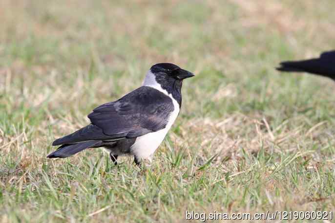达乌里寒鸦（2）