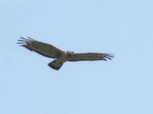 十大喜食蜂蜜动物:凤头蜂鹰 十大喜食蜂蜜动物:凤头蜂鹰