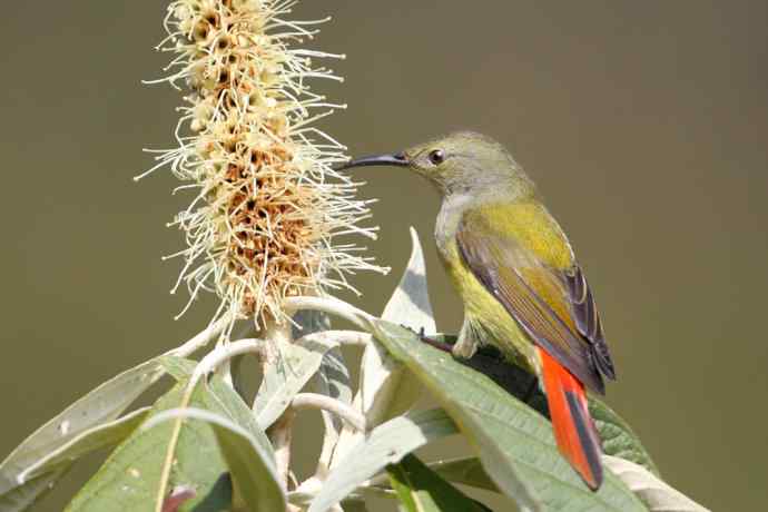 因太阳而更加美丽，因红尾而呈上吉祥