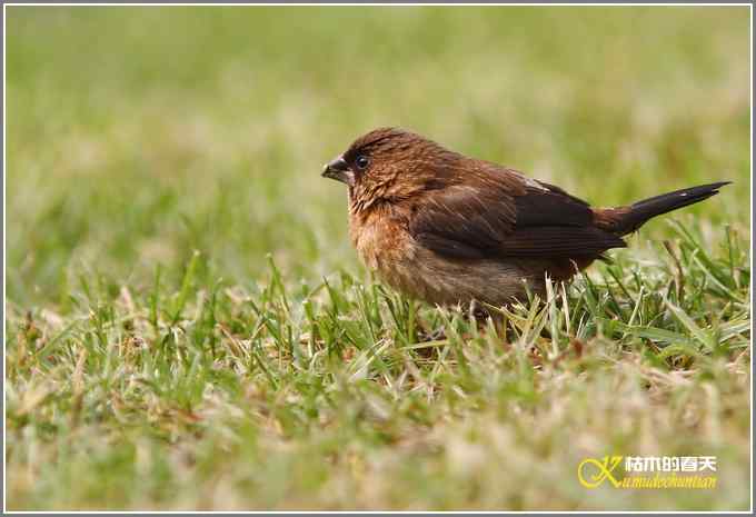 白腰文鸟与麻雀【照片】