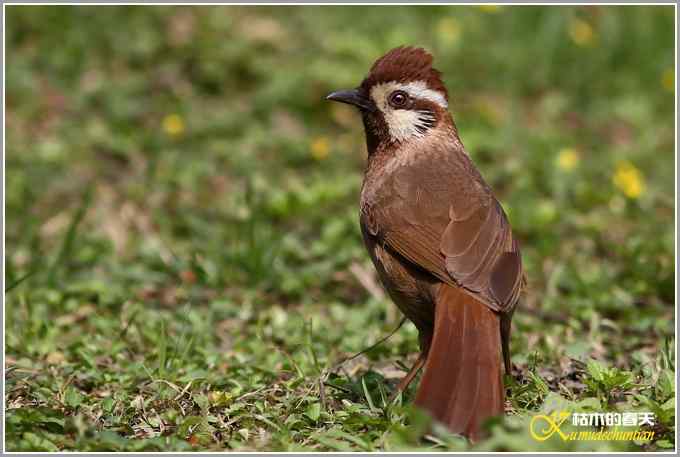 俗鸟鈥湴准赵腽题潯菊掌