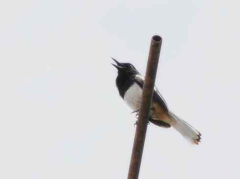 雀鸟也彪悍：谁怕谁（鹊鸲）