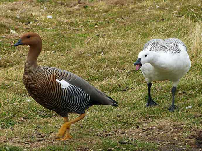 犬科：狐亚科伪狐属之高地狐、河狐、秘鲁狐