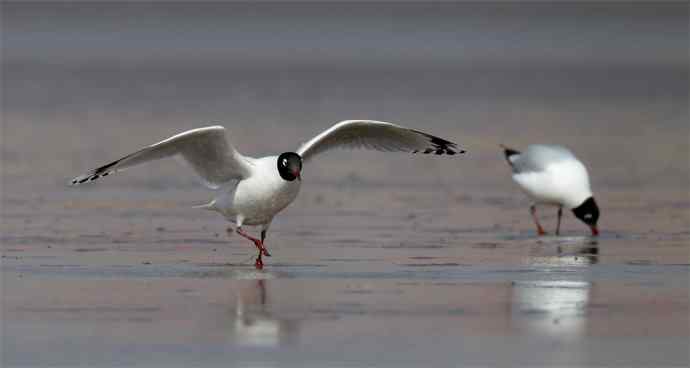 人类曾经遗失的鸥鸟---遗鸥