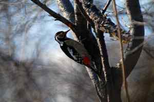 鈥湸蚰疋澋目炖中木