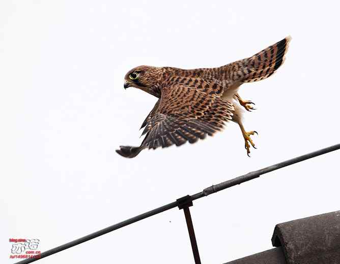 我要飞，我要飞！