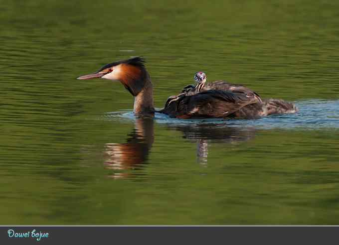 绿意倒映中的pt家园