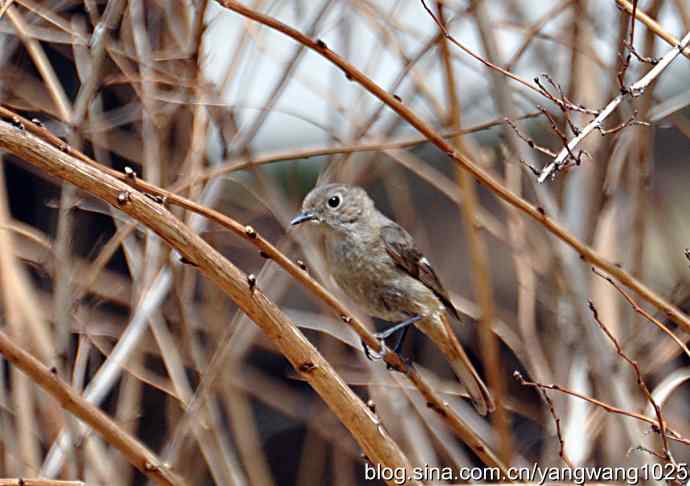 再拍北红尾鸲 再拍北红尾鸲