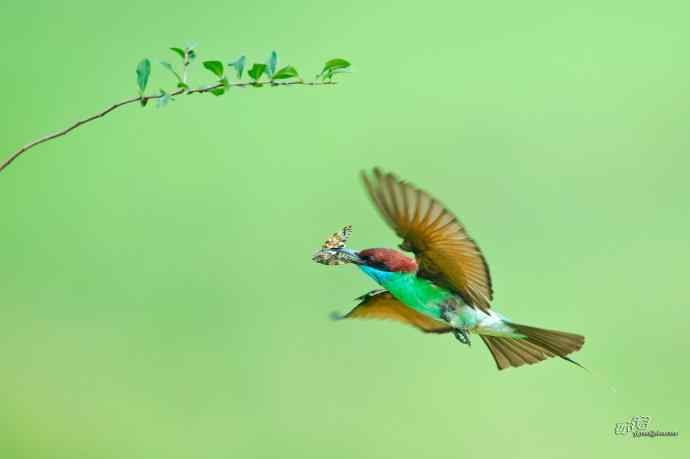 蓝喉蜂虎繁育季