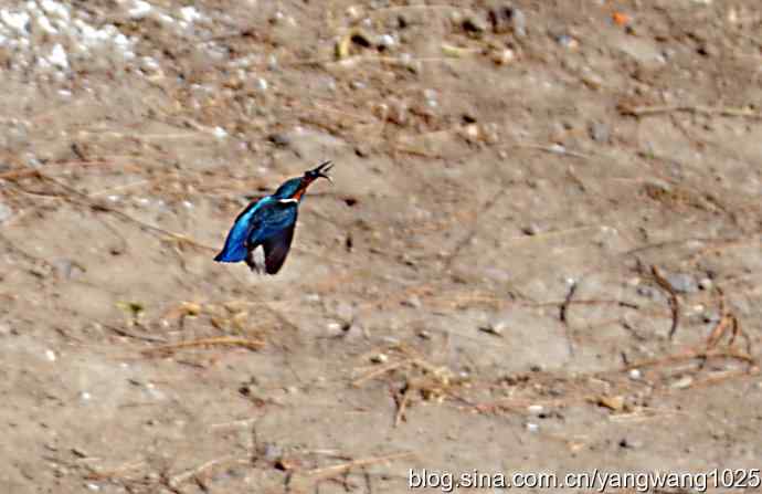 捕鱼全过程（纪实）