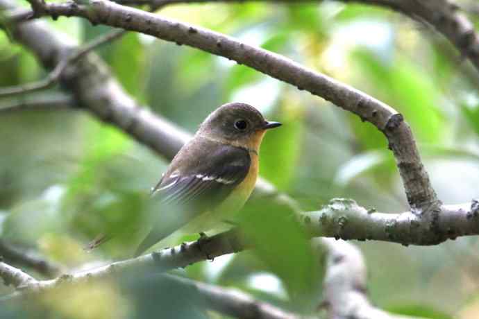 摄鸟拾趣（二十二） wbr wbr鸲（姬）鹟