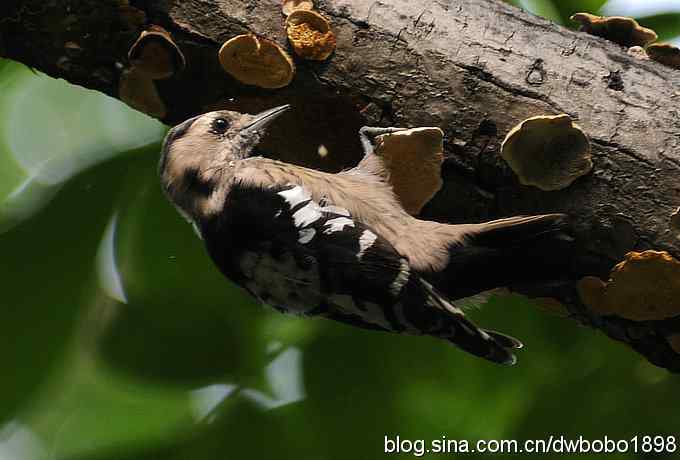 星头啄盖房 大斑啄浴乐