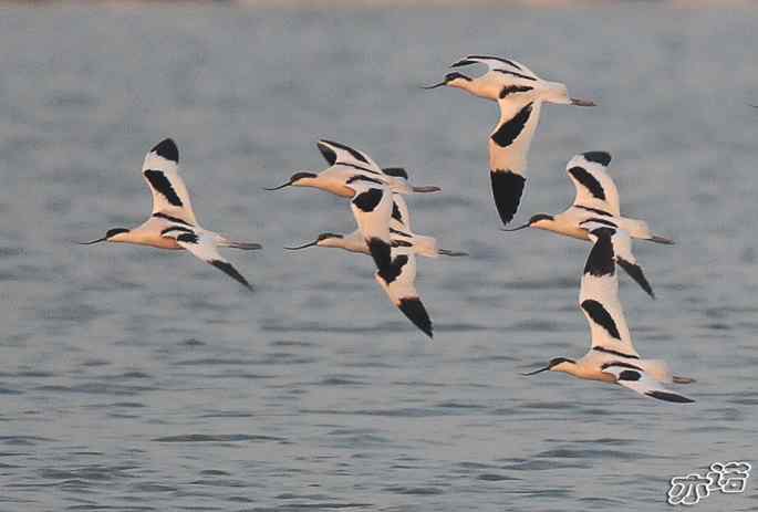 河北乐亭&nbsp;wbr路&nbsp;wbr新进账的鸟儿