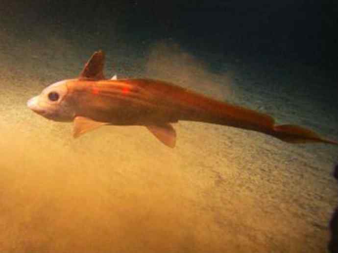 鱼类活化石：长吻银鲛
