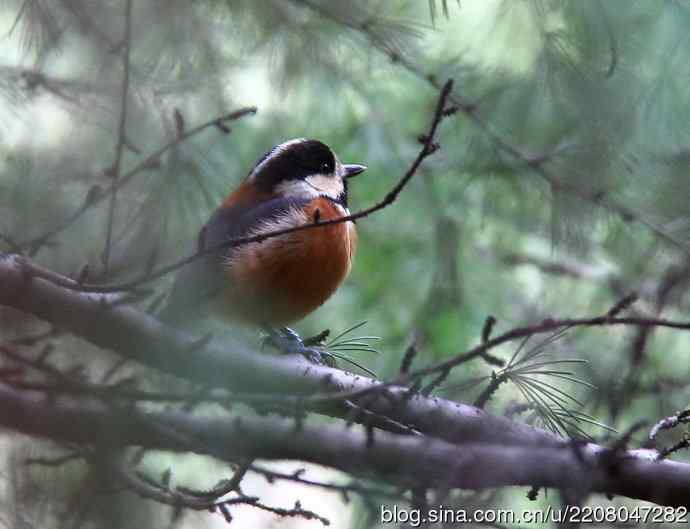 153.新年好开端新鸟---杂色山雀、房车