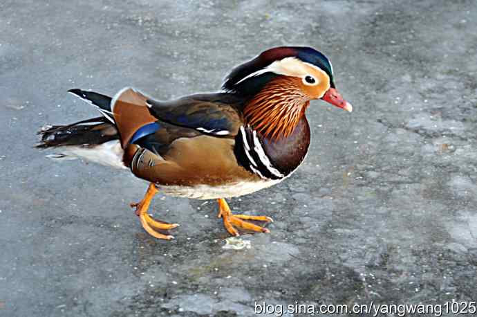 冰上的鸳鸯（雄性）