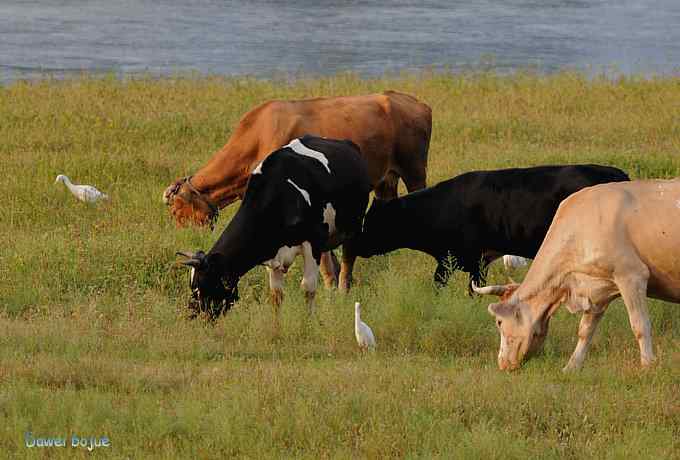 牛鹭两相伴 wbr景鸟一镜收 牛鹭两相伴 wbr景鸟一镜收