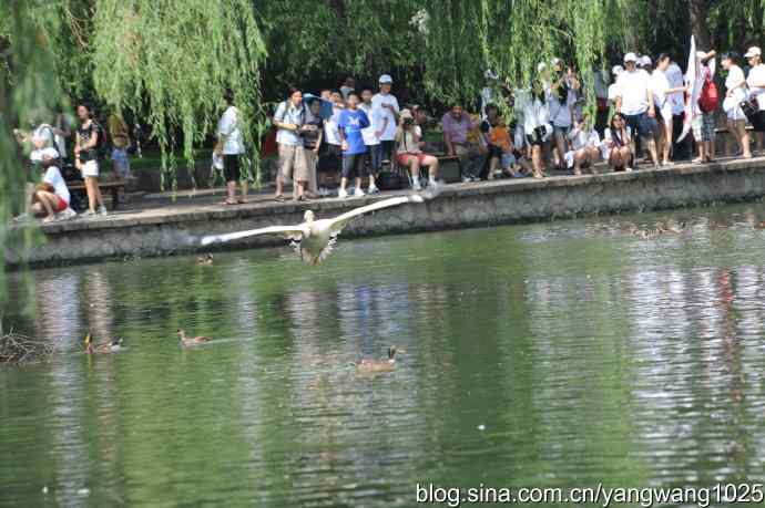 明星（鹈鹕大白）