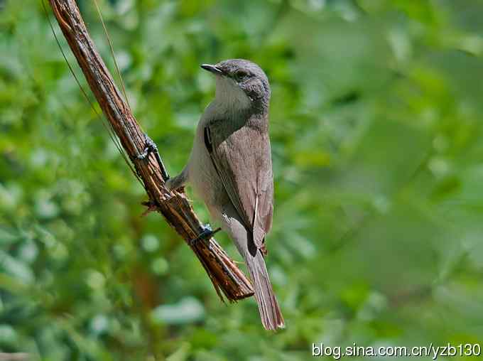 不常见的白喉林莺(组图,6张图片) 不常见的白喉林莺(组图,6张图片)