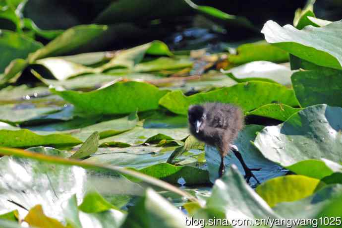 白胸苦恶鸟宝宝出窝了(3) 白胸苦恶鸟宝宝出窝了(3)