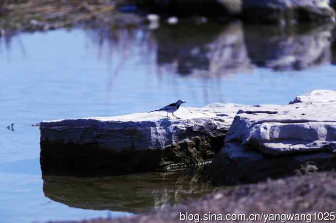 湖畔的白鹡鸰 wbr2