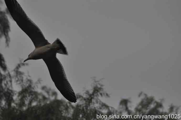 飞 wbr(雾拍水禽湖 wbr杂片) 飞 wbr(雾拍水禽湖 wbr杂片)