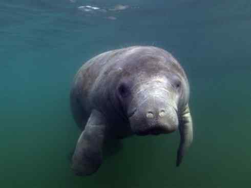 美人鱼：传说的兽原型探秘（海牛）