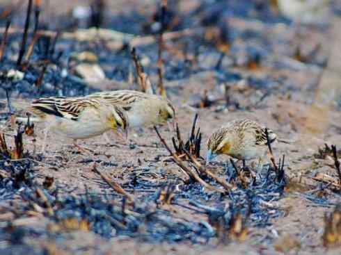 十大鸟类建筑师之二（织布鸟、维达雀）