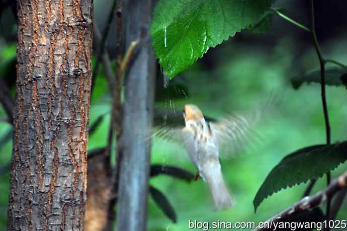 讲卫生的小麻雀（纪实版）
