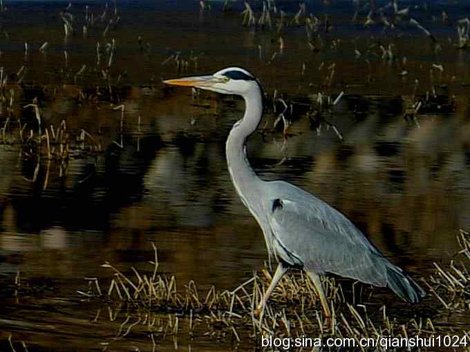 苍鹭抓鱼记(十渡) 苍鹭抓鱼记(十渡)