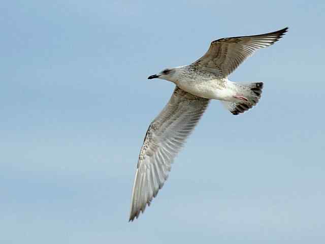 北戴河湿地演绎鸥鹭风情