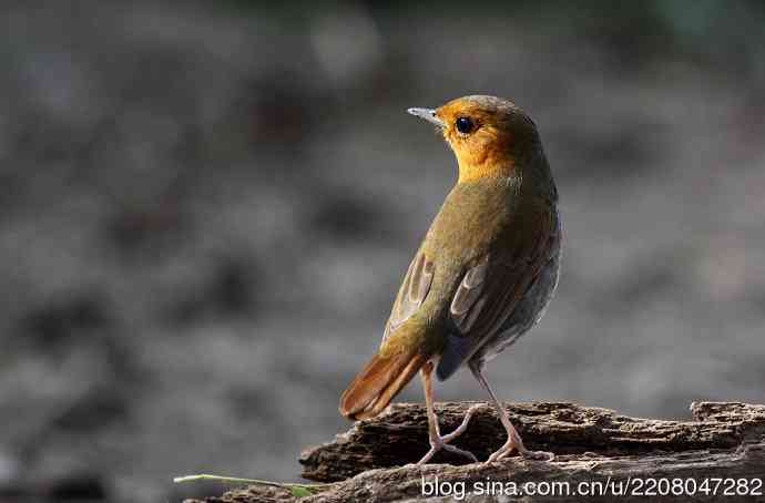 打鸟归来收获多多   (5）日本歌鸲