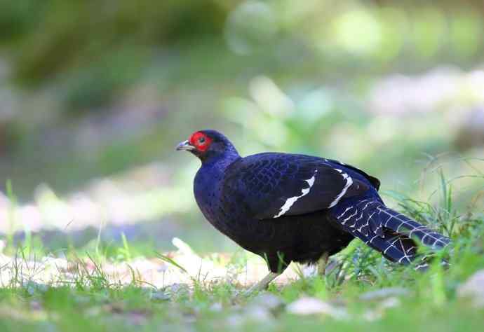台湾特有鸟类——黑长尾雉（帝雉）