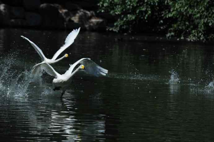 飞（白天鹅） wbr1