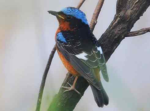 美丽无罪：雀鸟之矶鸫