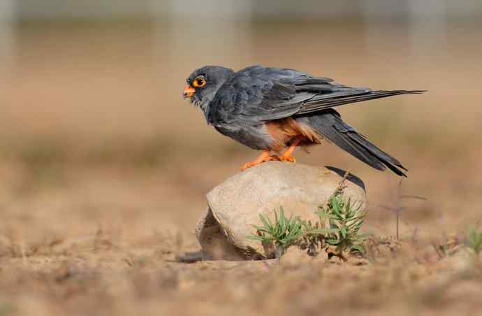 阿穆尔隼:野鸭湖黎明观猛* 阿穆尔隼:野鸭湖黎明观猛*