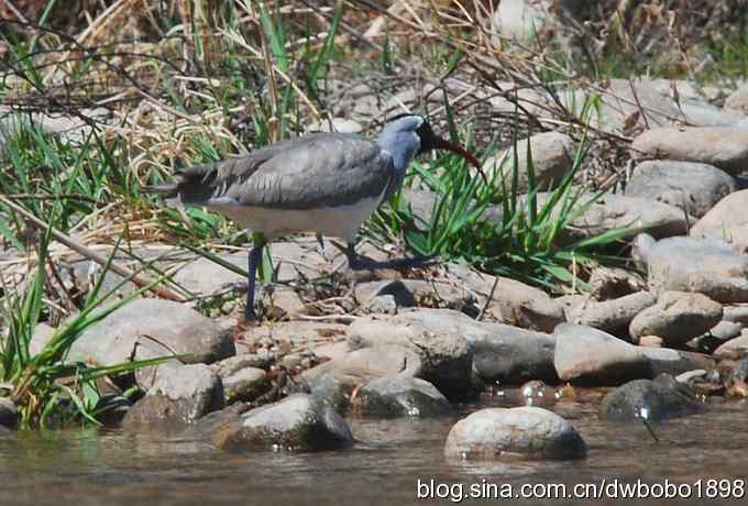 鹮嘴鹬-白河峡谷的精灵
