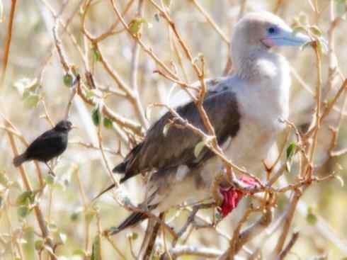 天生猎手:非猛禽类猎手之七 天生猎手:非猛禽类猎手之七
