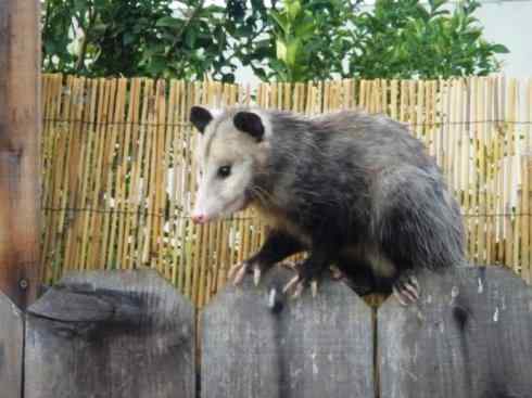 动物世界：山寨还是原创之十一